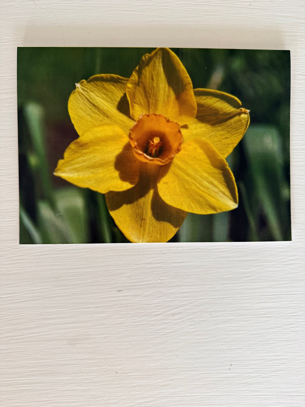 Ingstad Farms Flower Greeting Card Set