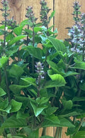 Basil - Lemon - Bundle of 10 Stems