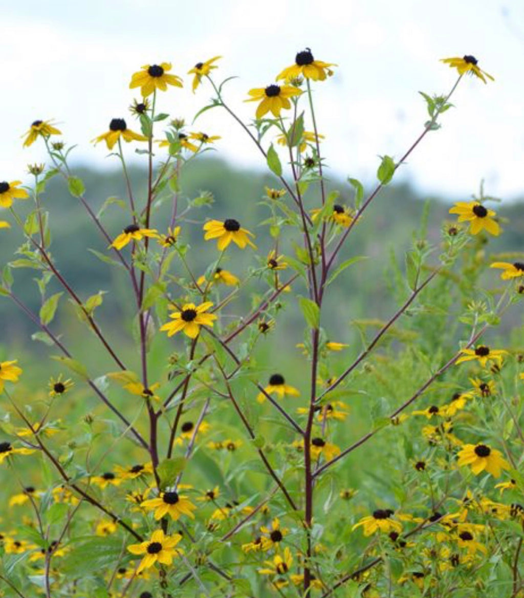 Rudbeckia - Triloba - Bundle of 5 and 10 Stems
