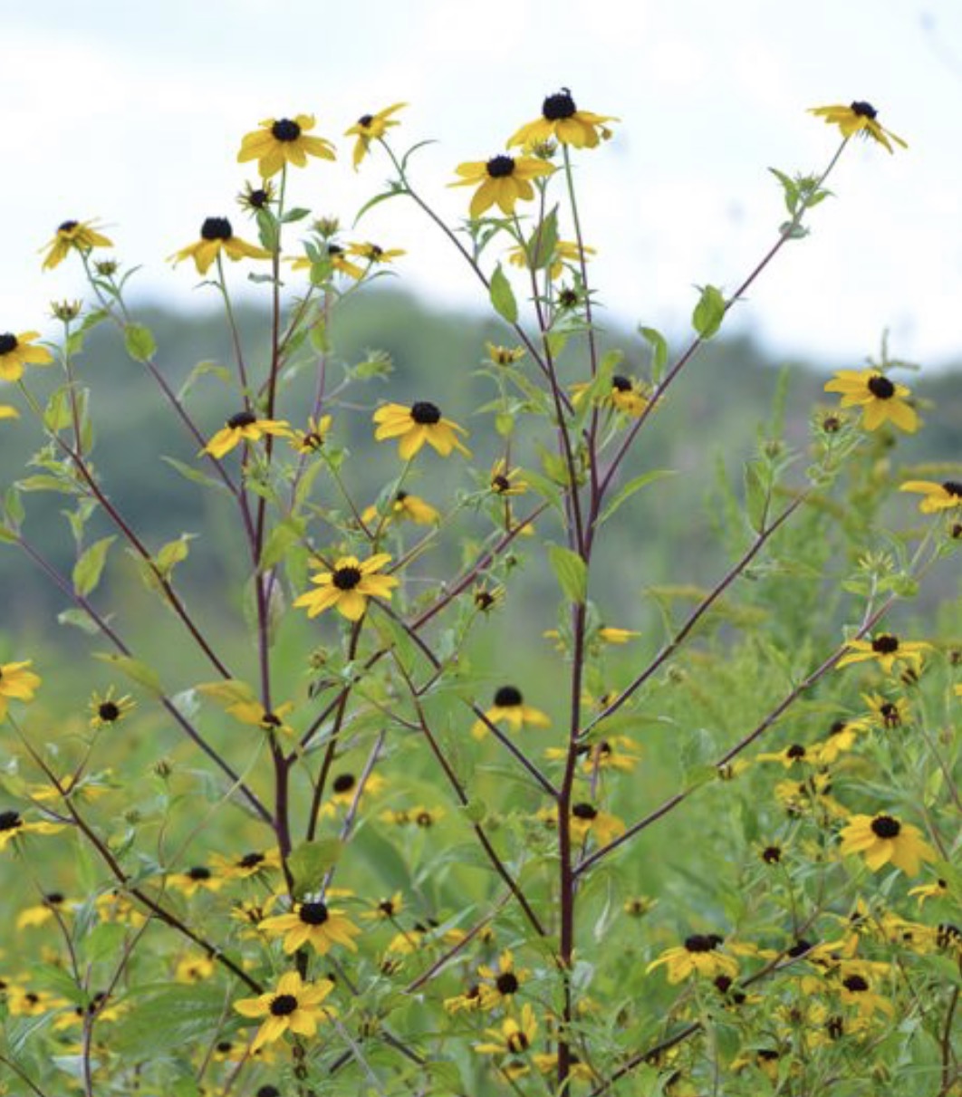 Rudbeckia - Triloba - Bundle of 5 and 10 Stems