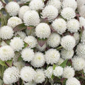 Gomphrena - White - Bundle of 10 Stems