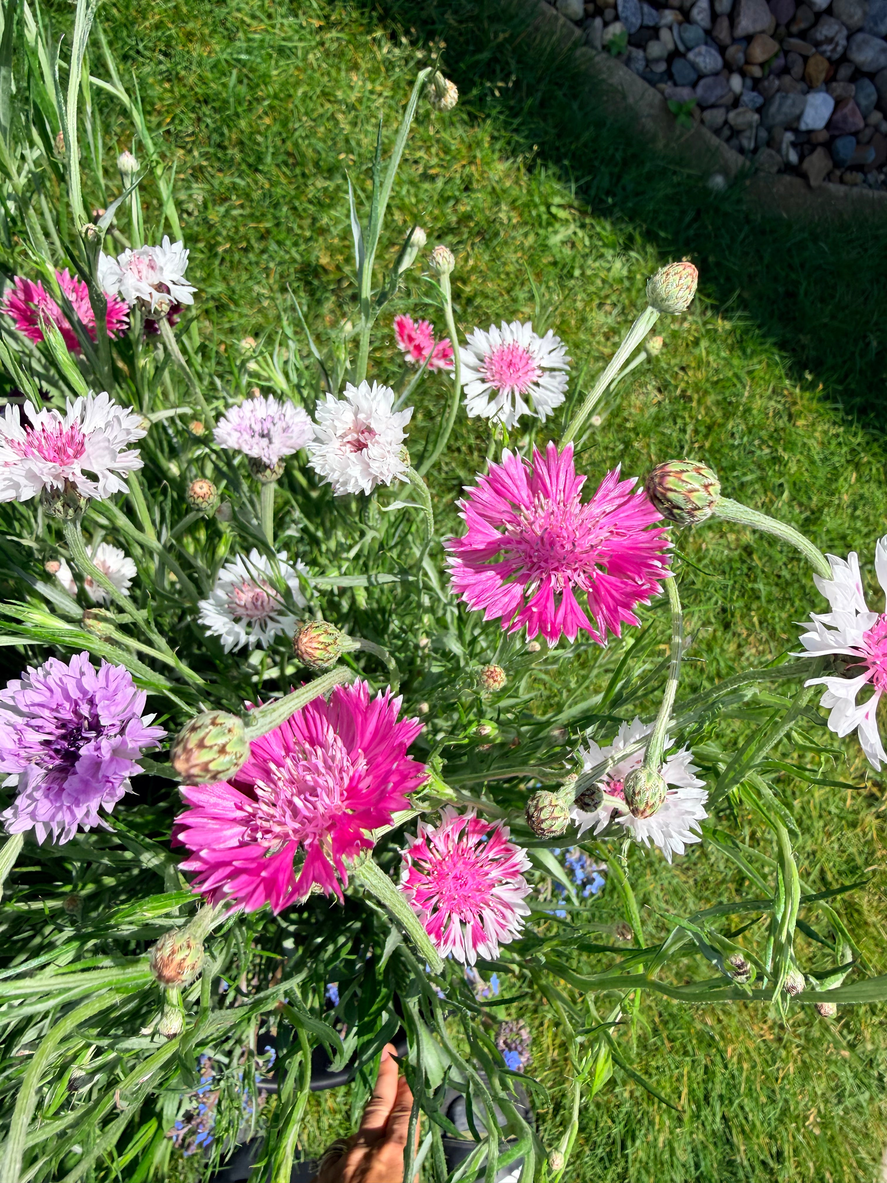 Bachelor Button - Romantic - 5 and 10 Stems
