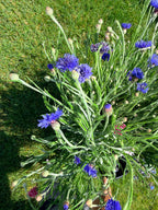 Bachelor Button - Blue - 5 and 10 Stems