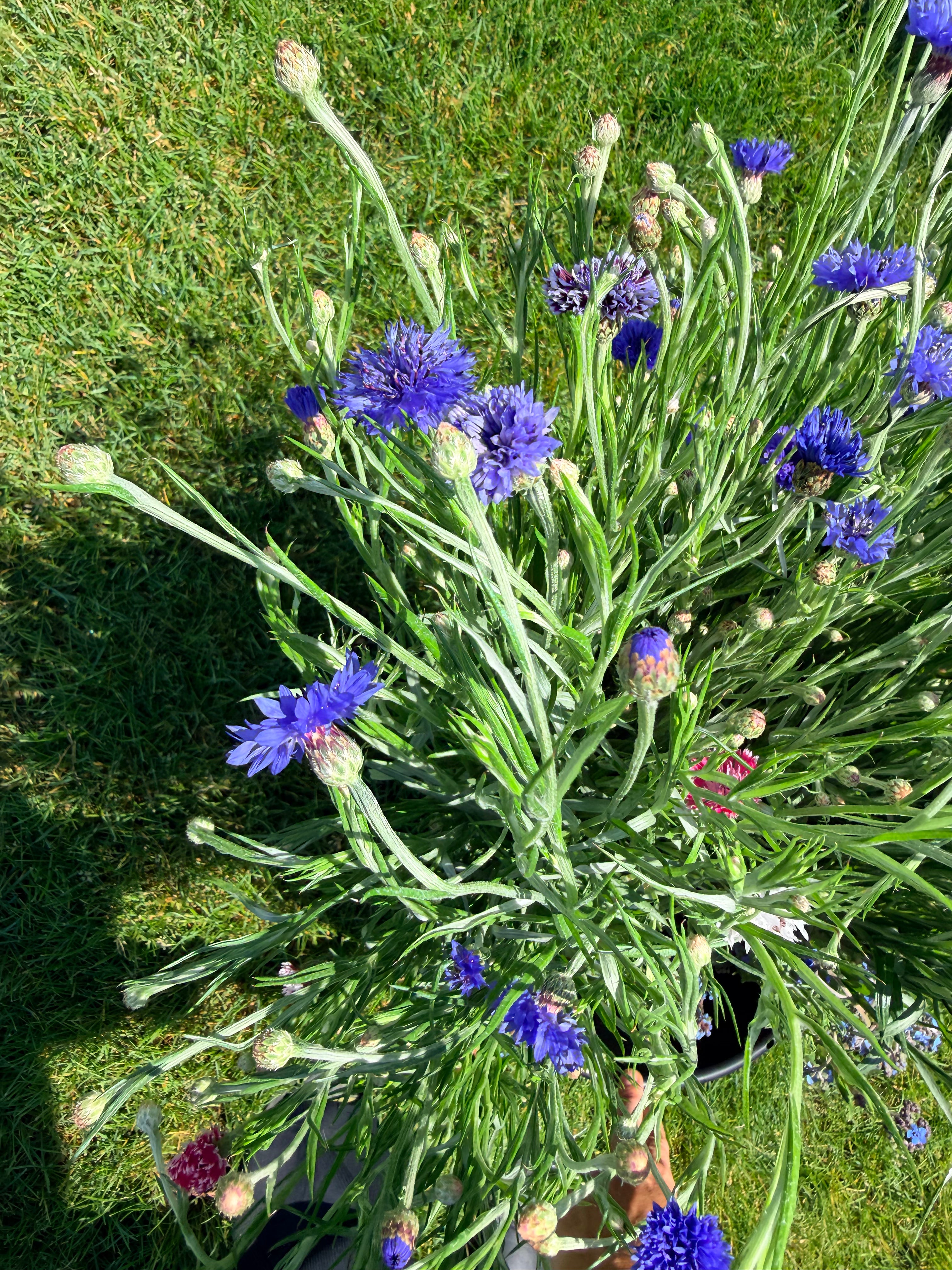Bachelor Button - Blue - 5 and 10 Stems