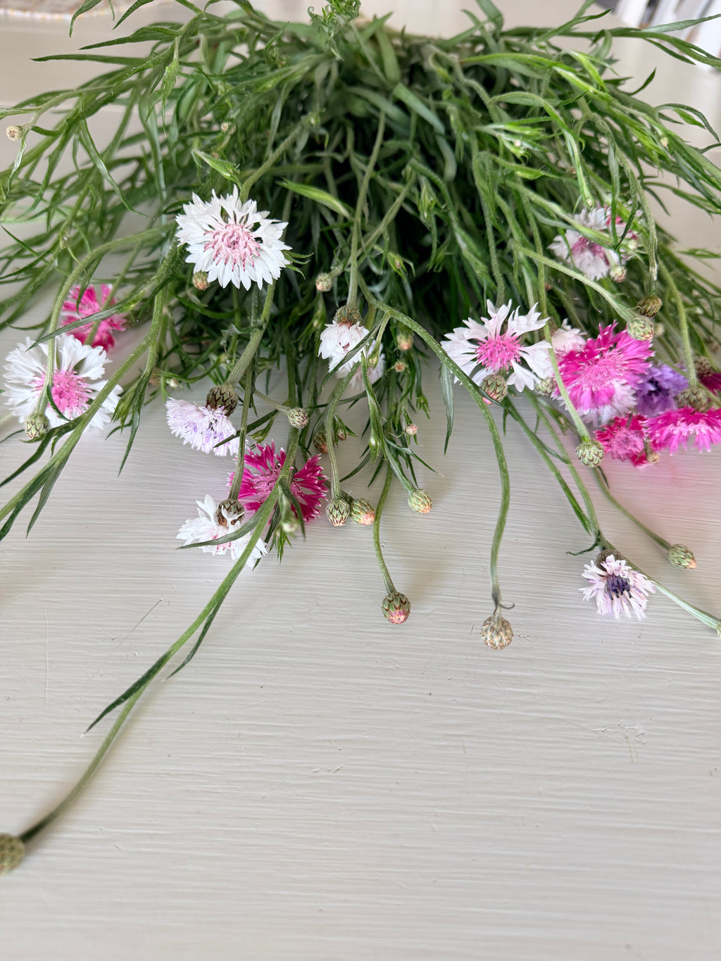 Bachelor Button - Romantic - 5 and 10 Stems
