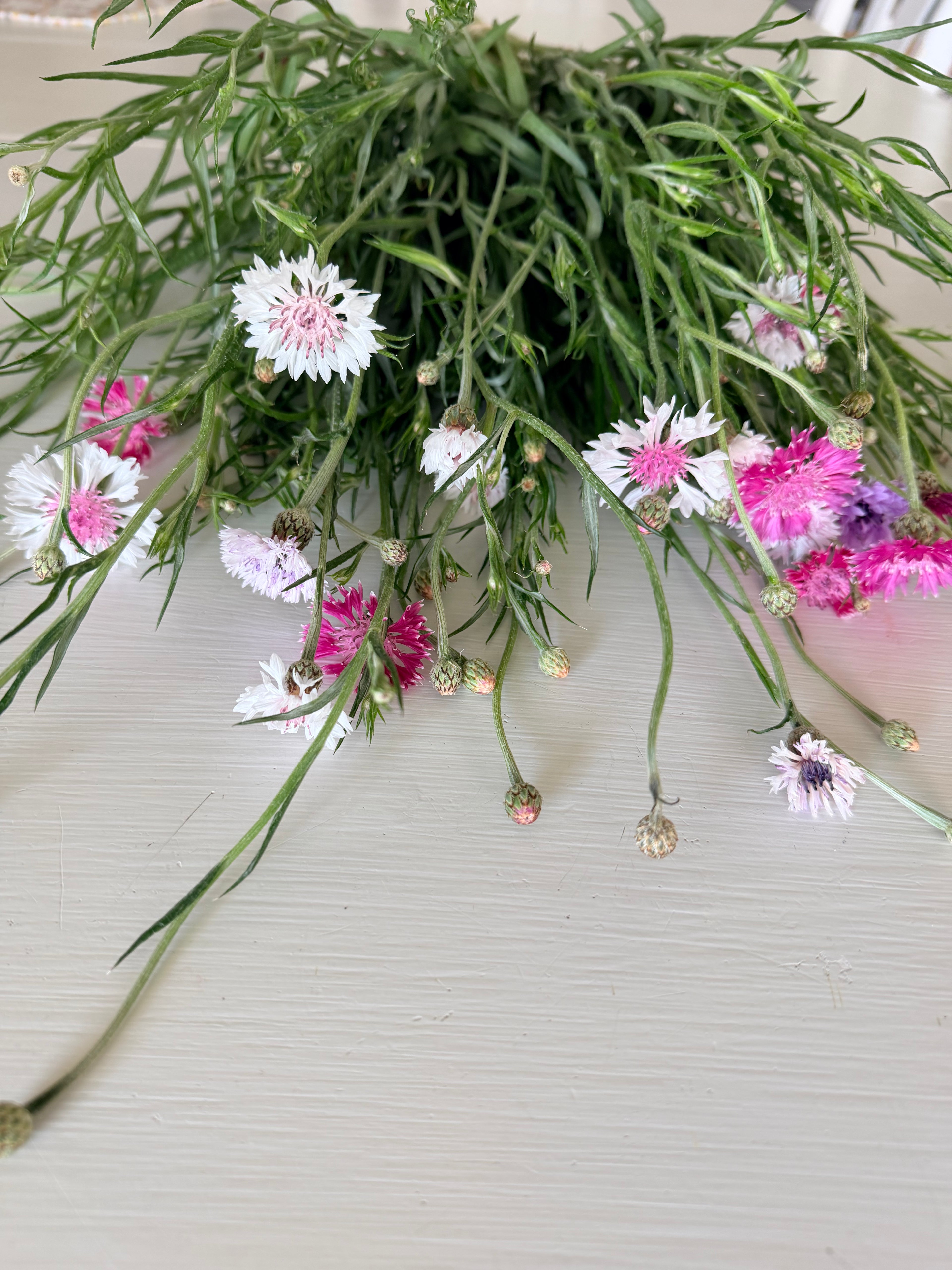 Bachelor Button - Romantic - 5 and 10 Stems