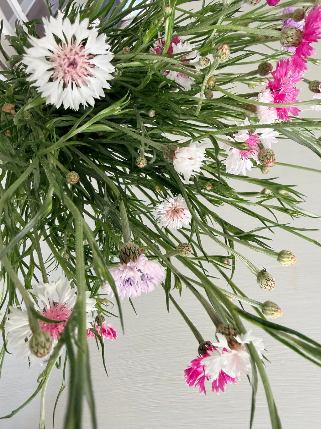 Bachelor Button - Romantic - 5 and 10 Stems