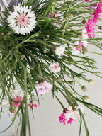 Bachelor Button - Romantic - 5 and 10 Stems
