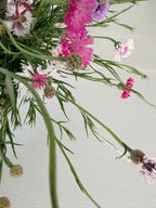 Bachelor Button - Romantic - 5 and 10 Stems