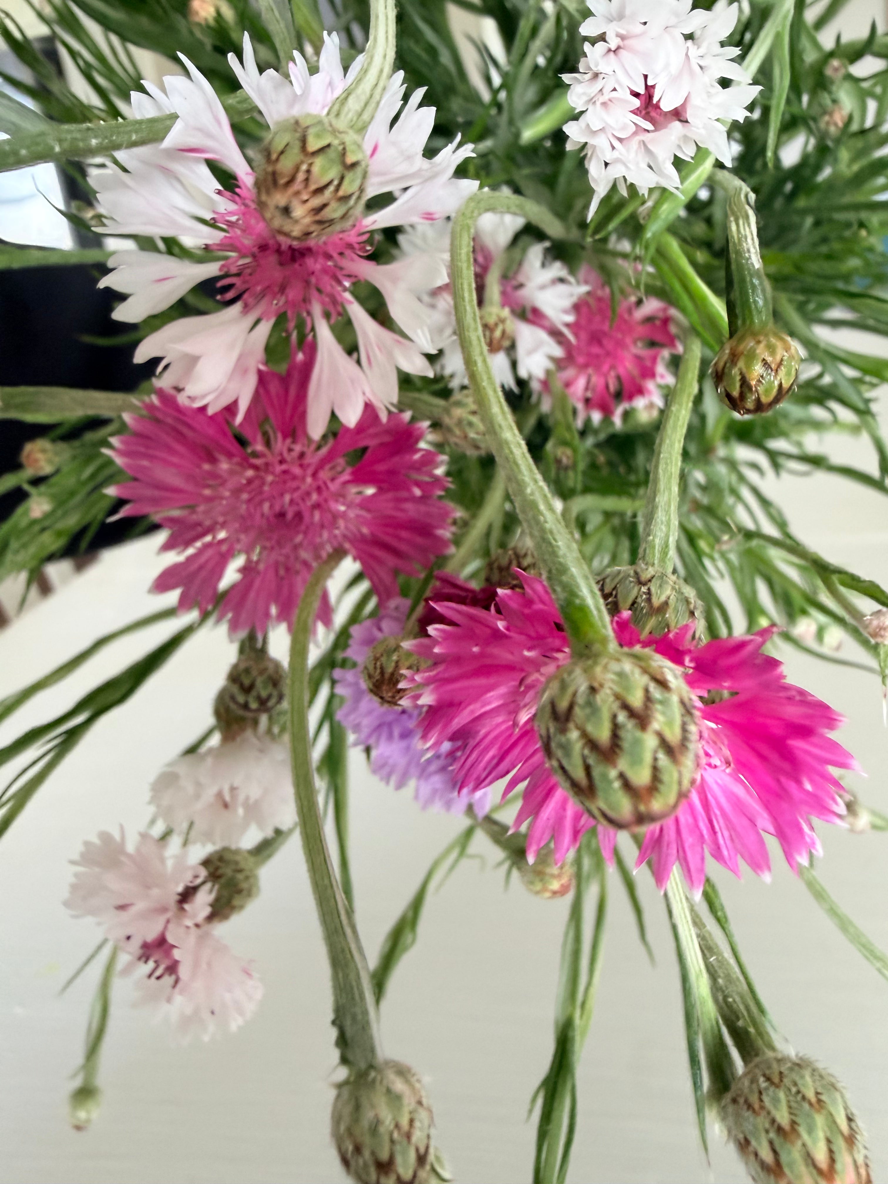 Bachelor Button - Romantic - 5 and 10 Stems