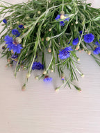 Bachelor Button - Blue - 5 and 10 Stems