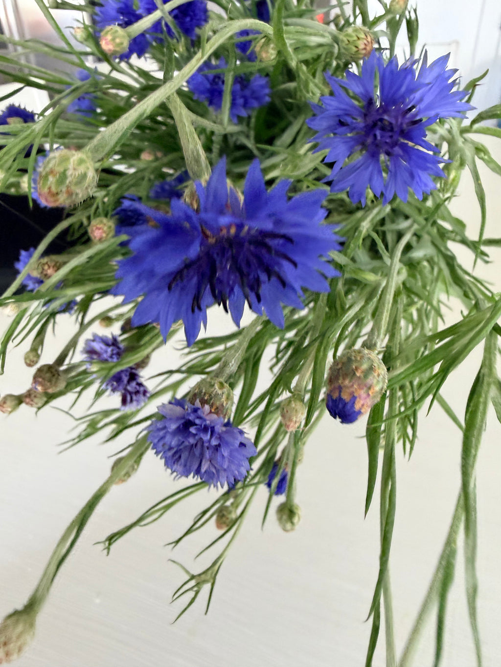 Bachelor Button - Blue - 5 and 10 Stems