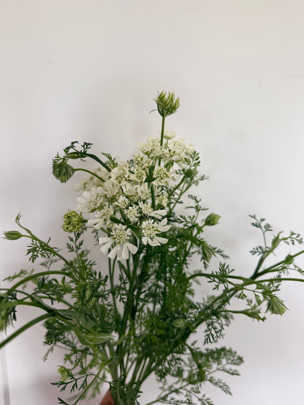 Orlaya - Bundle of 10 Stems