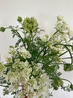 Orlaya - Bundle of 10 Stems