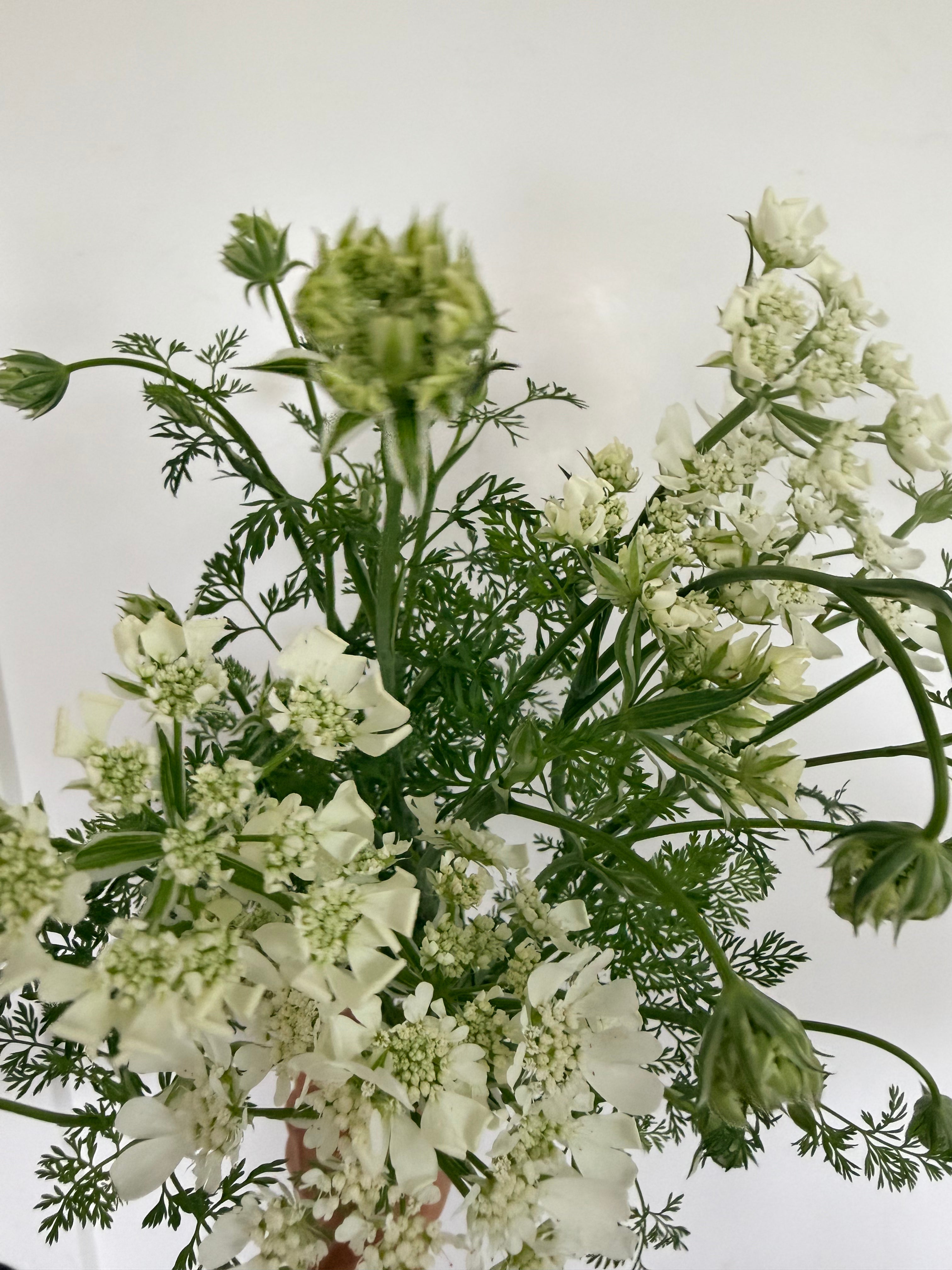 Orlaya - Bundle of 10 Stems