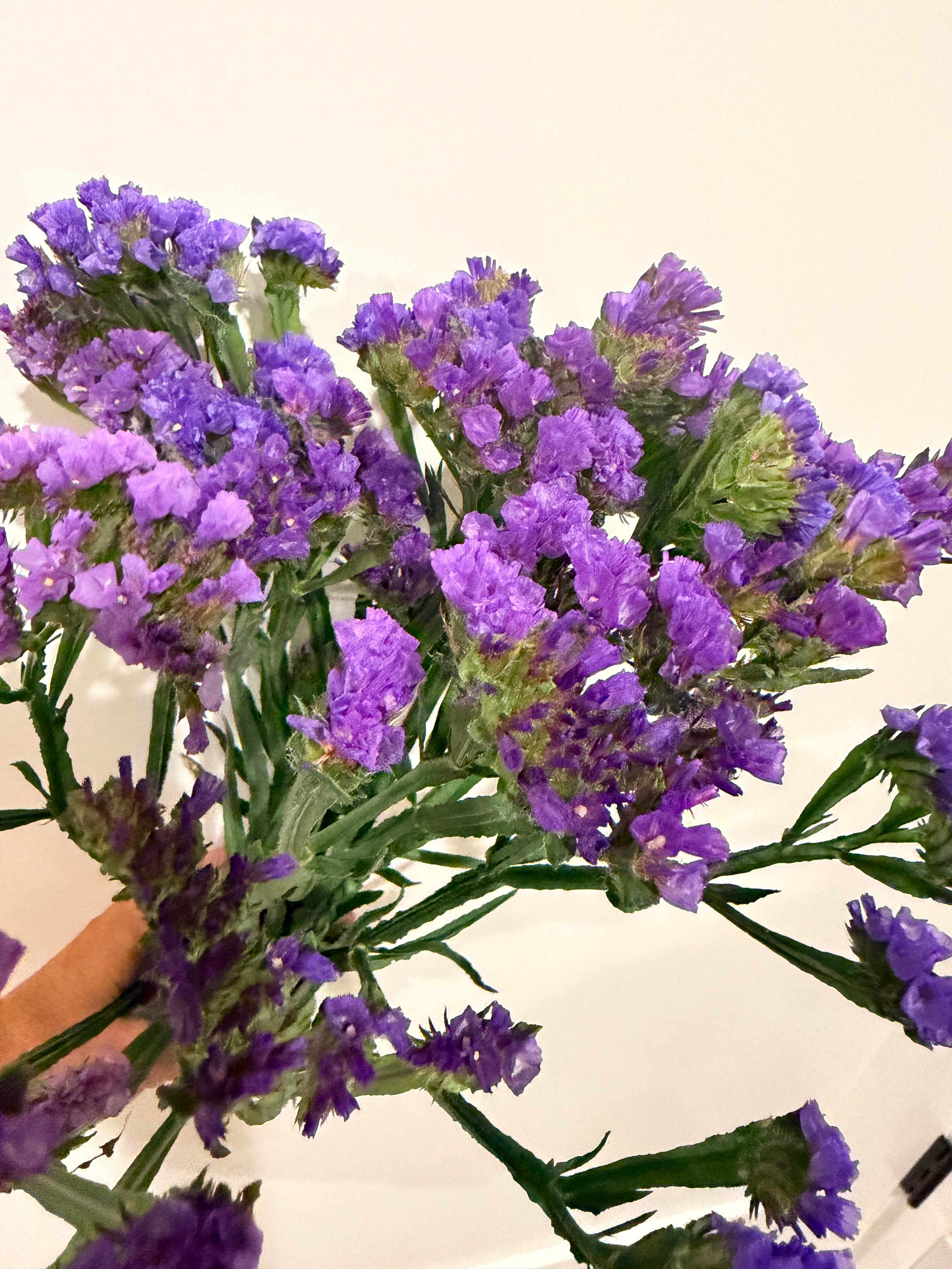 Statice - Bundle of 10 Stems - Blue