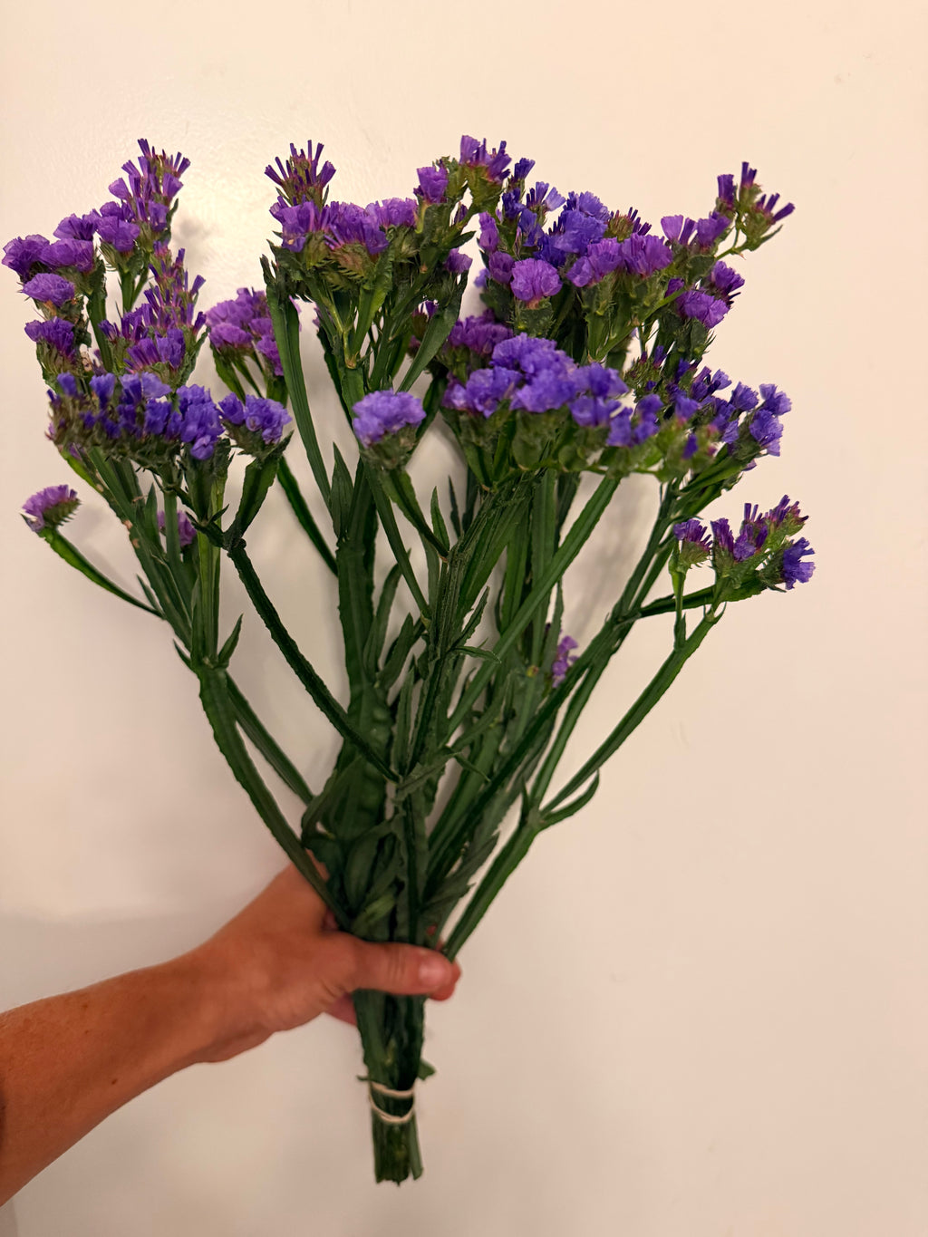 Statice - Bundle of 10 Stems - Blue