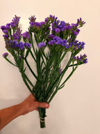 Statice - Bundle of 10 Stems - Blue