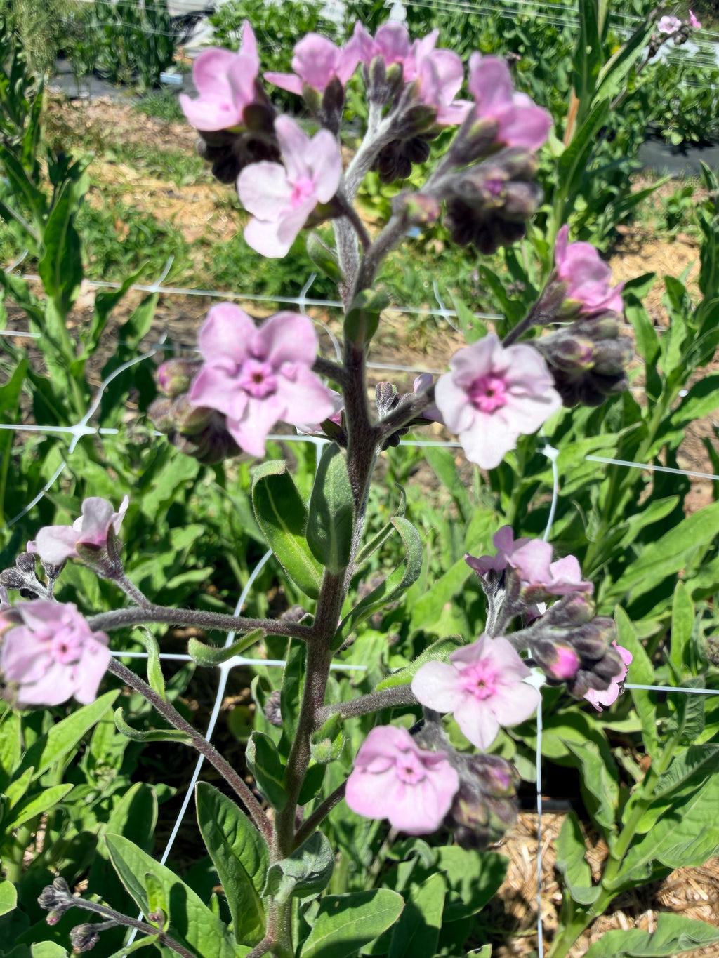 Chinese Forget-Me-Nots - Pink - Bundle of 5 or 10 Stems