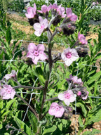 Chinese Forget-Me-Nots - Pink - Bundle of 5 or 10 Stems