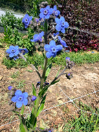Red, White and Blue - Mixed Bunch - Bundle of 10 Stems