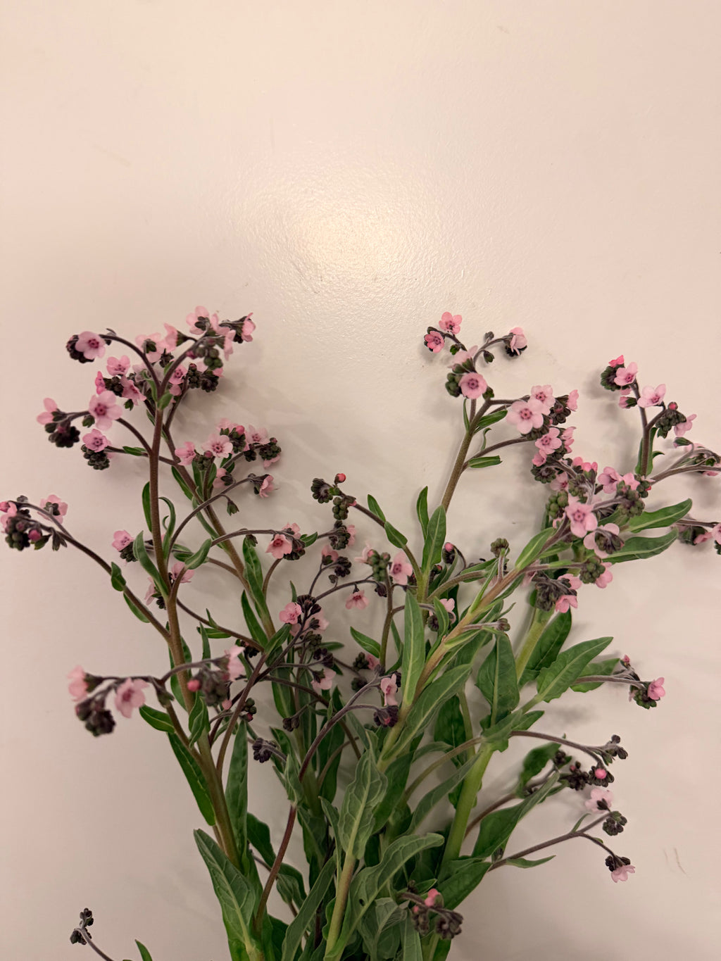Chinese Forget-Me-Nots - Pink - Bundle of 5 or 10 Stems