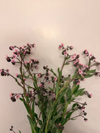 Chinese Forget-Me-Nots - Pink - Bundle of 5 or 10 Stems