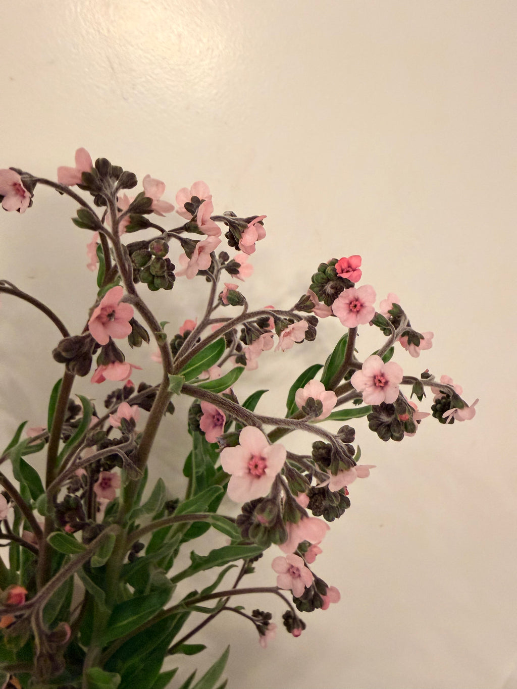 Chinese Forget-Me-Nots - Pink - Bundle of 5 or 10 Stems