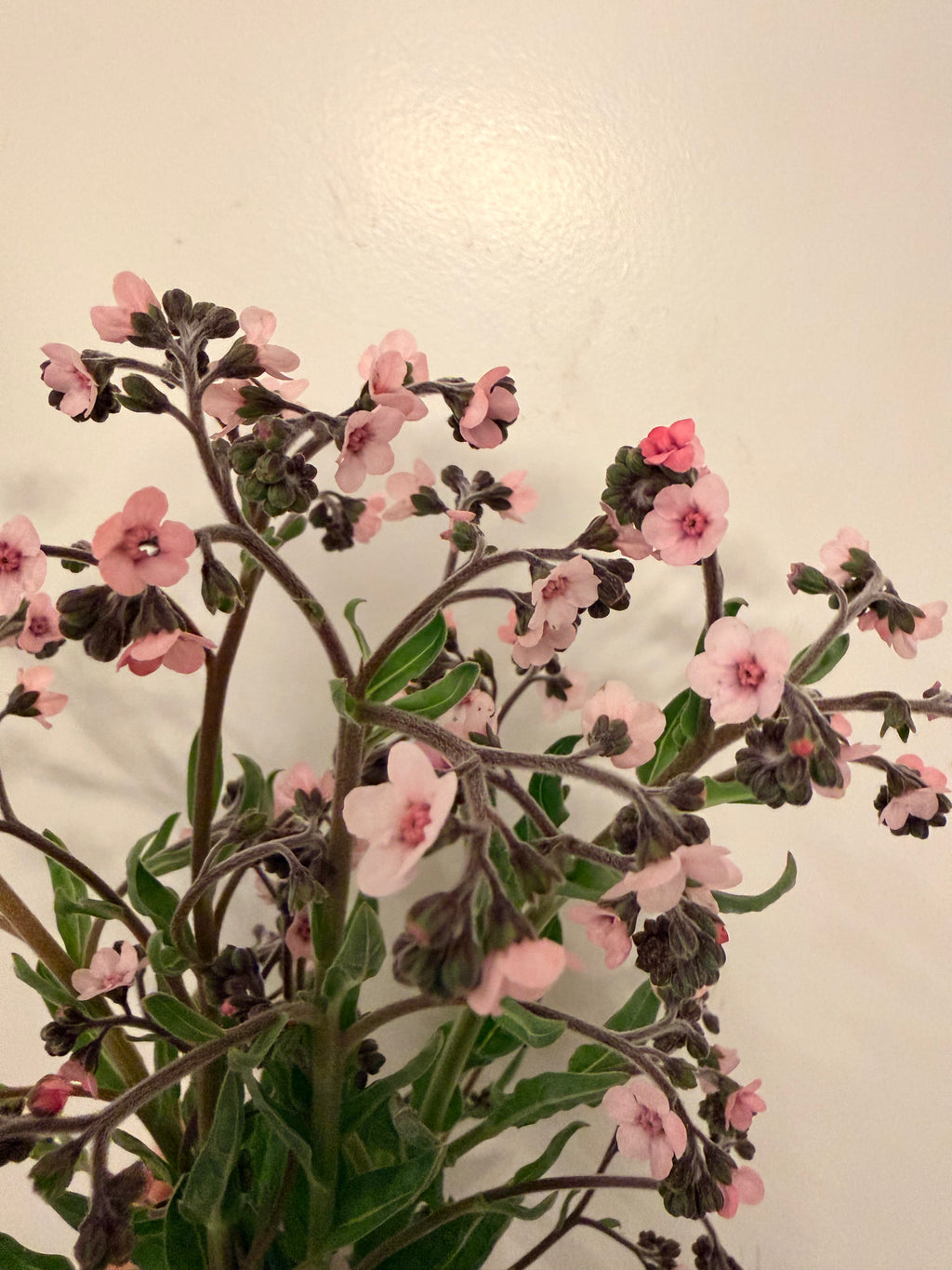 Chinese Forget-Me-Nots - Pink - Bundle of 5 or 10 Stems