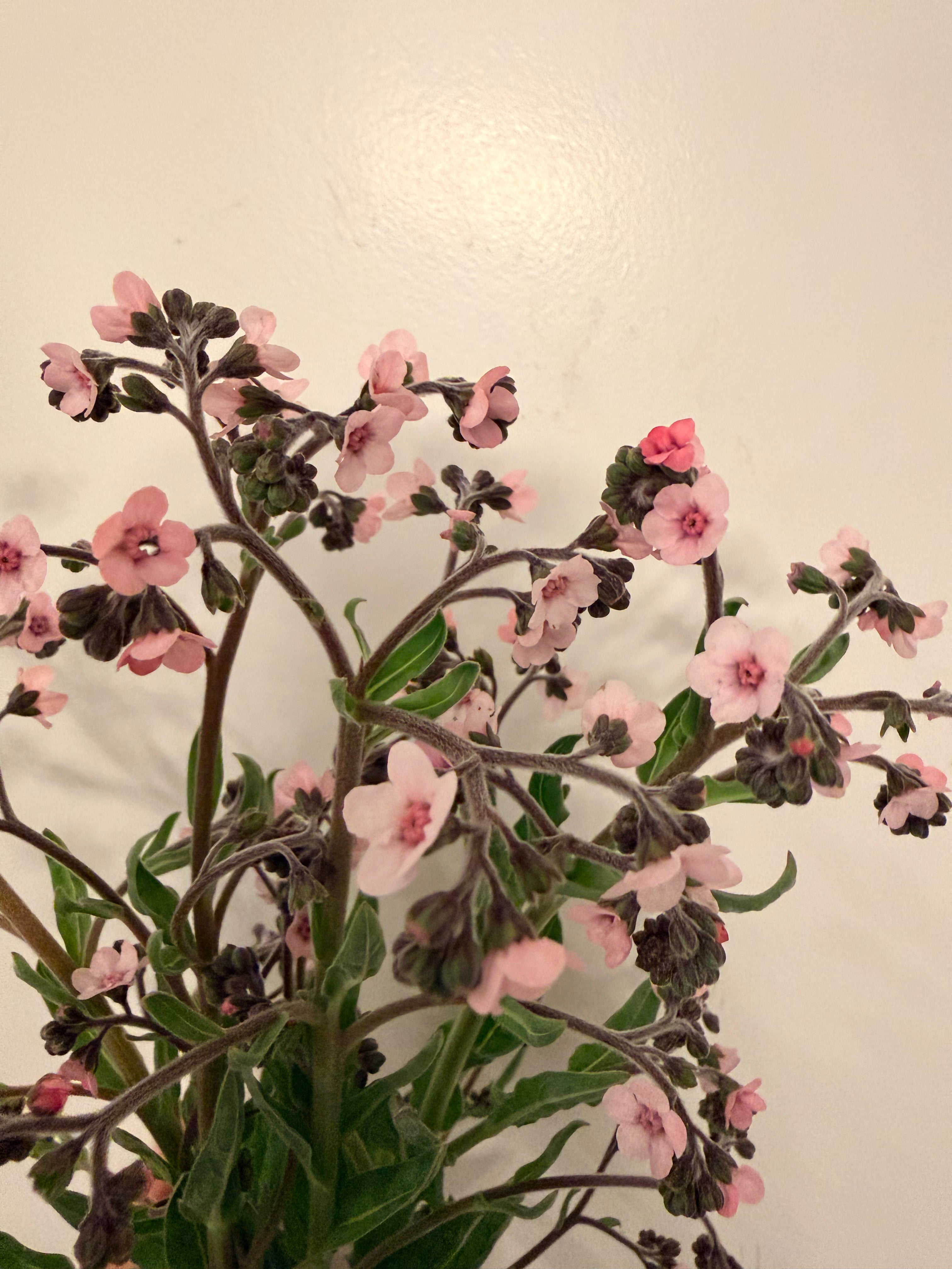 Chinese Forget-Me-Nots - Pink - Bundle of 5 or 10 Stems
