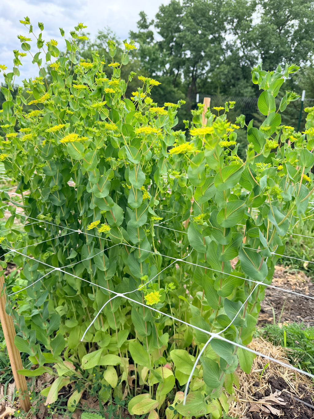Bupleurum - Bundle of 5 and 10 Stems