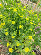 Bupleurum - Bundle of 5 and 10 Stems