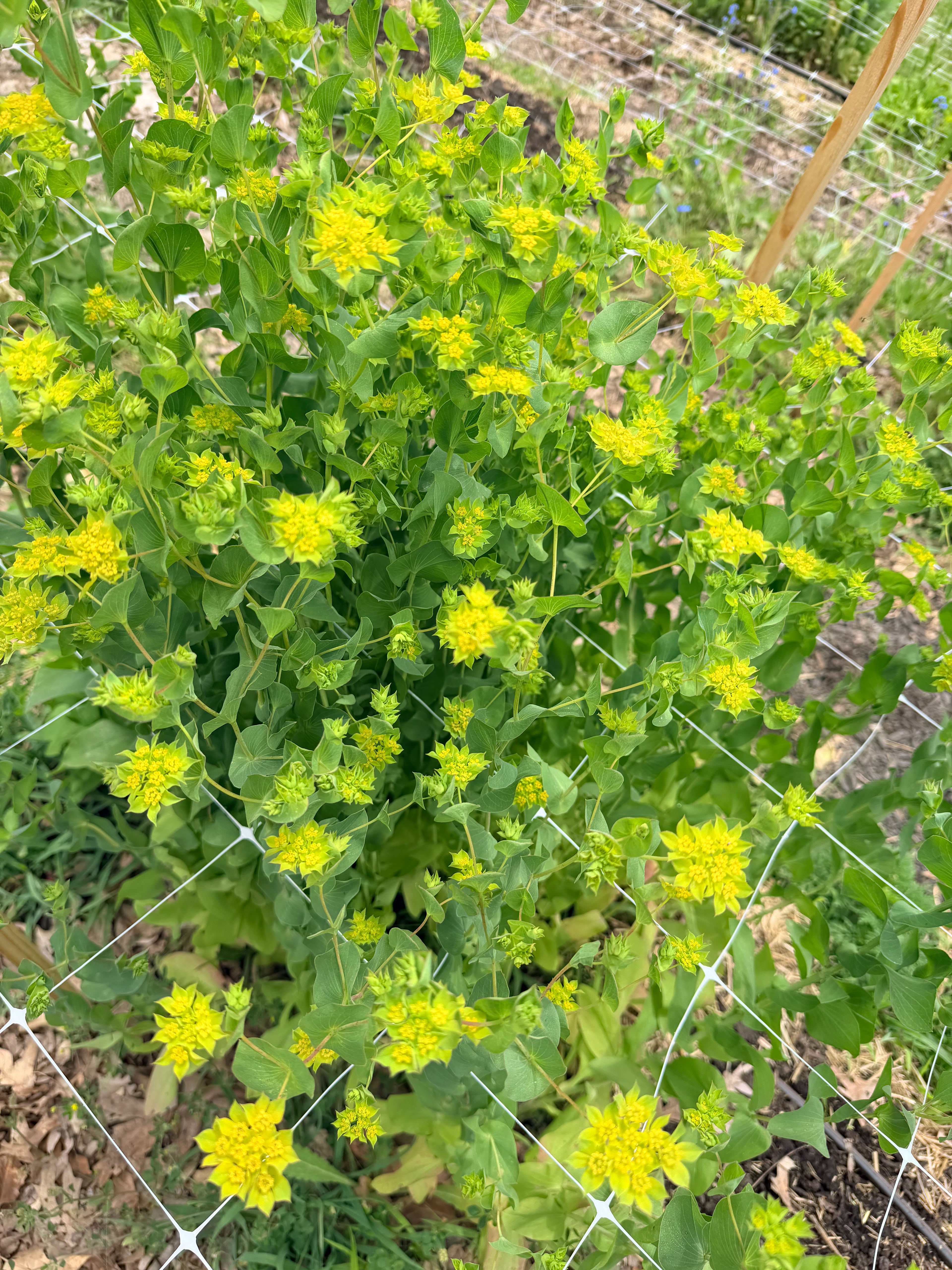 Bupleurum - Bundle of 5 and 10 Stems