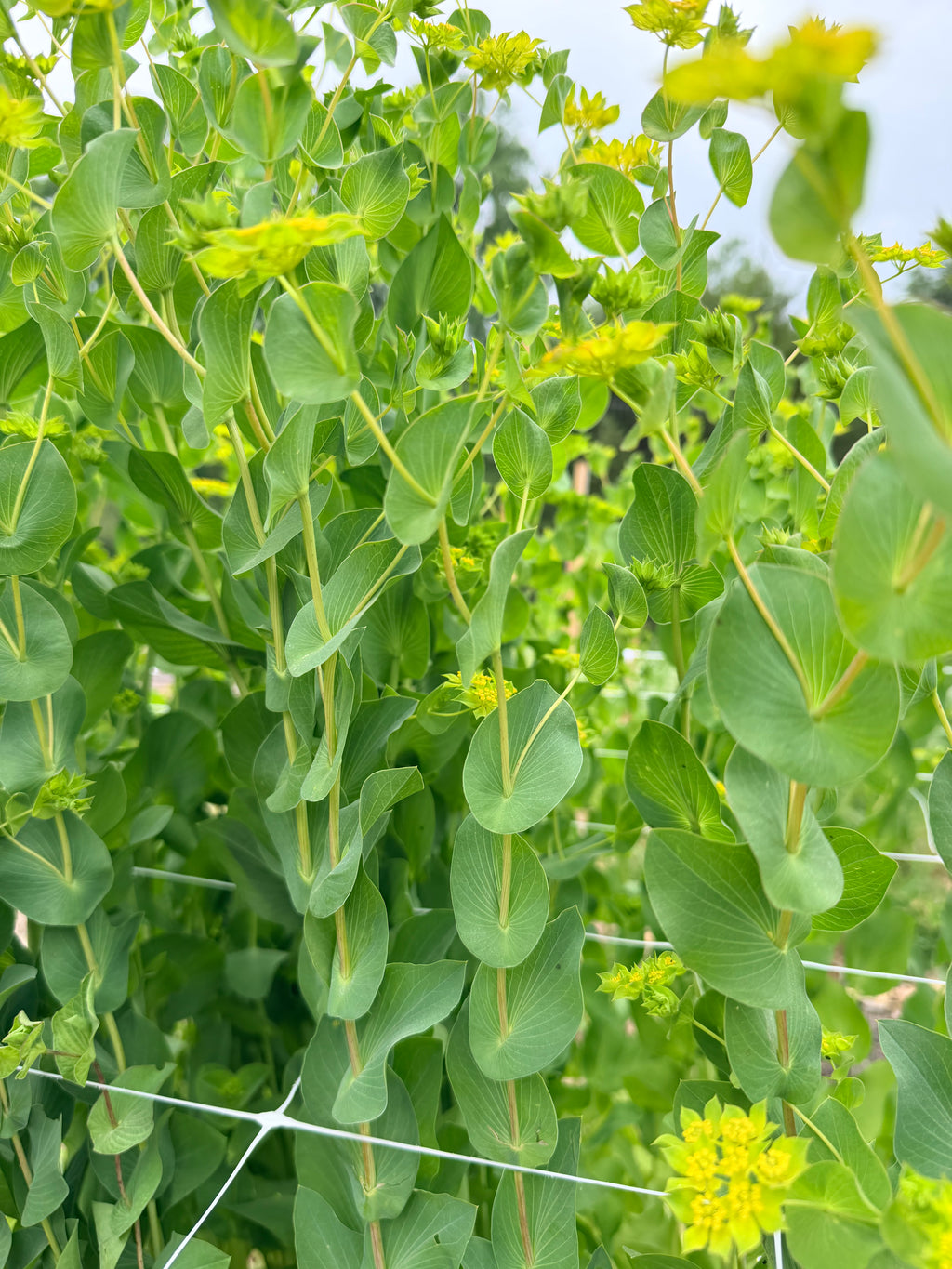 Bupleurum - Bundle of 5 and 10 Stems