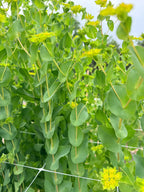 Bupleurum - Bundle of 5 and 10 Stems