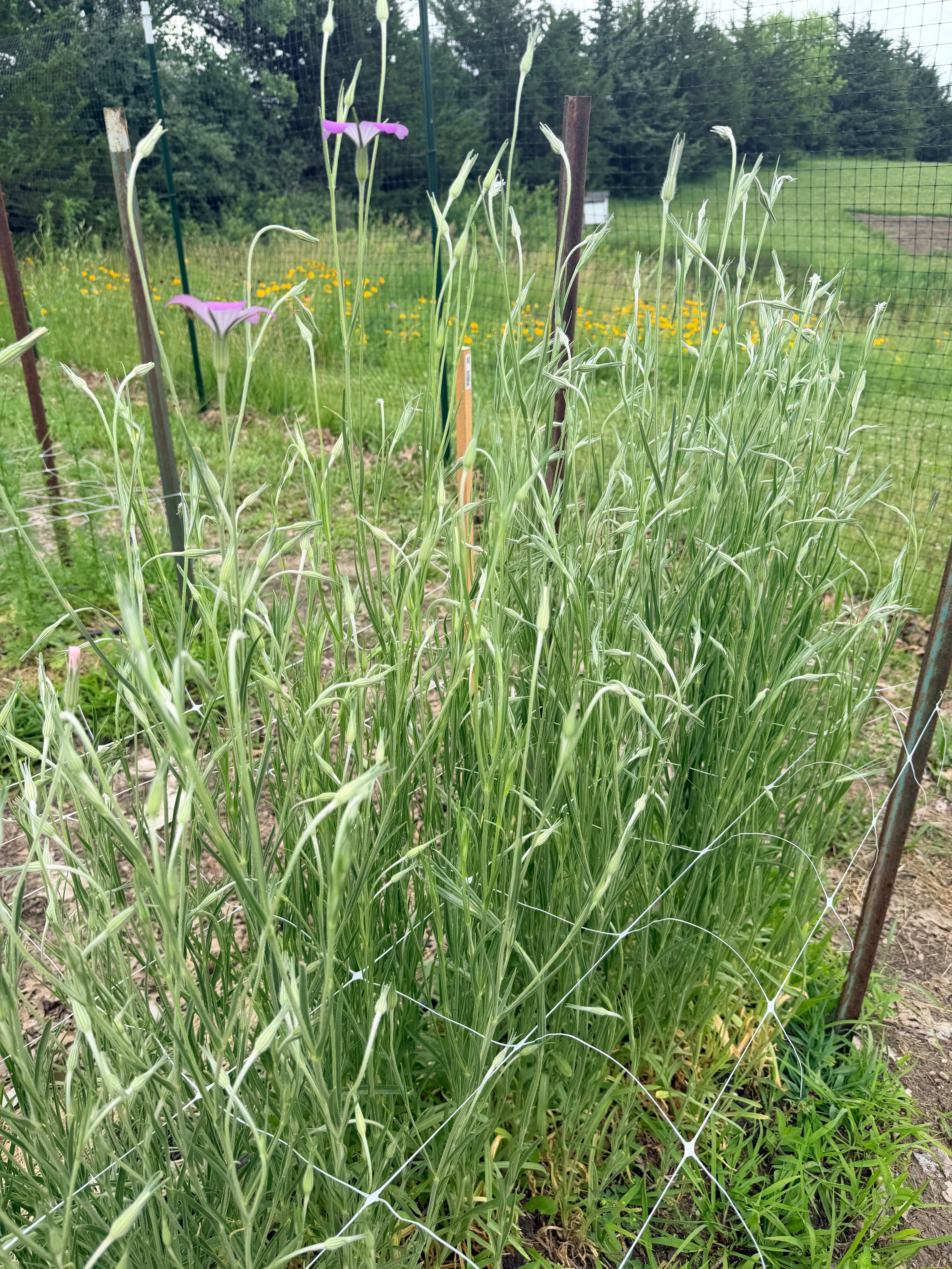 Corn Cockle - Purple Queen - Bundle of 10 Stems