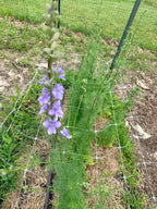 Larkspur - QIS Light Blue - Bundle of 10 Stems