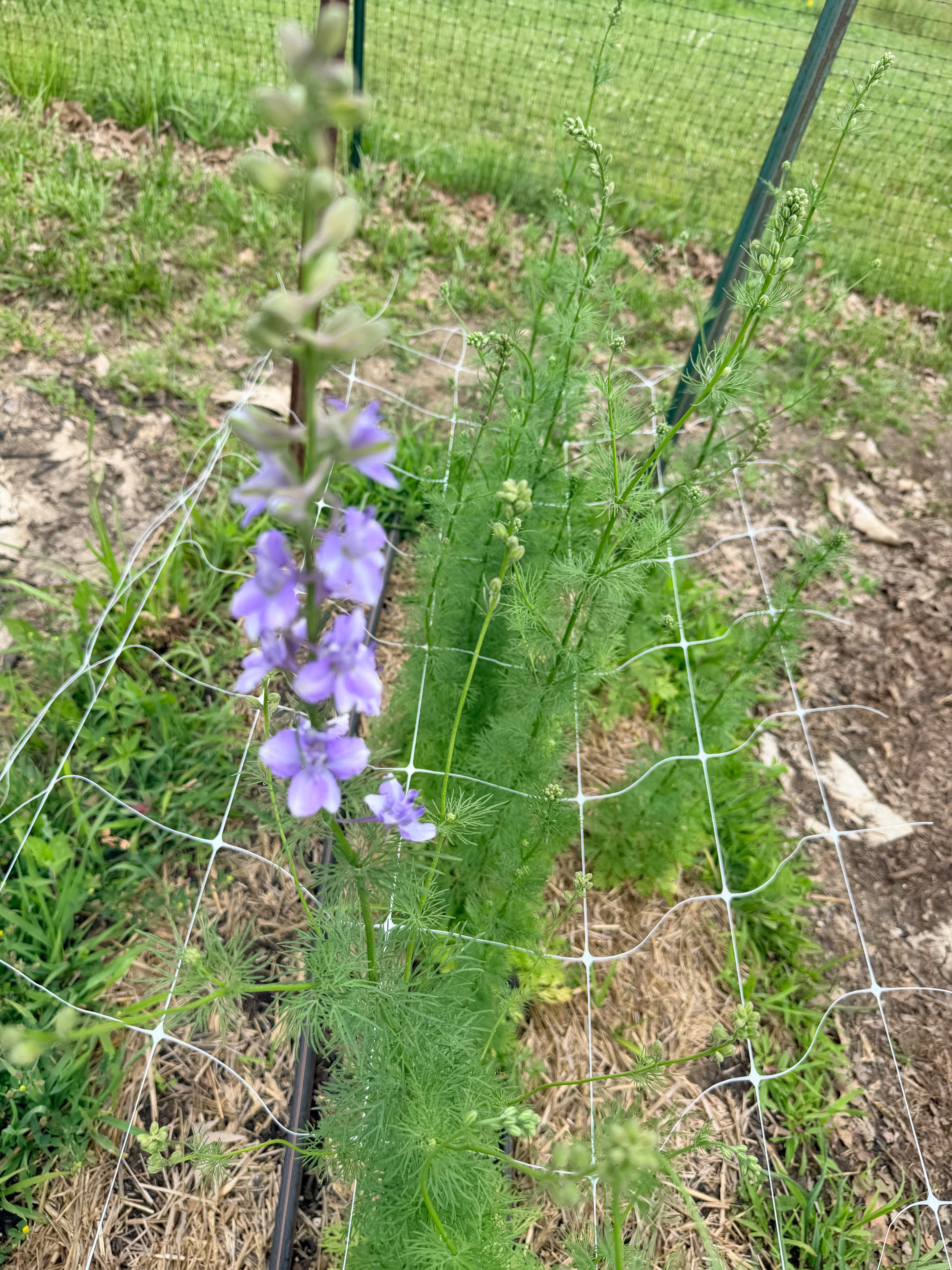 Larkspur - QIS Light Blue - Bundle of 10 Stems