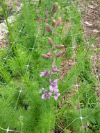 Larkspur - Fancy Smokey Eyes - Bundle of 10 Stems