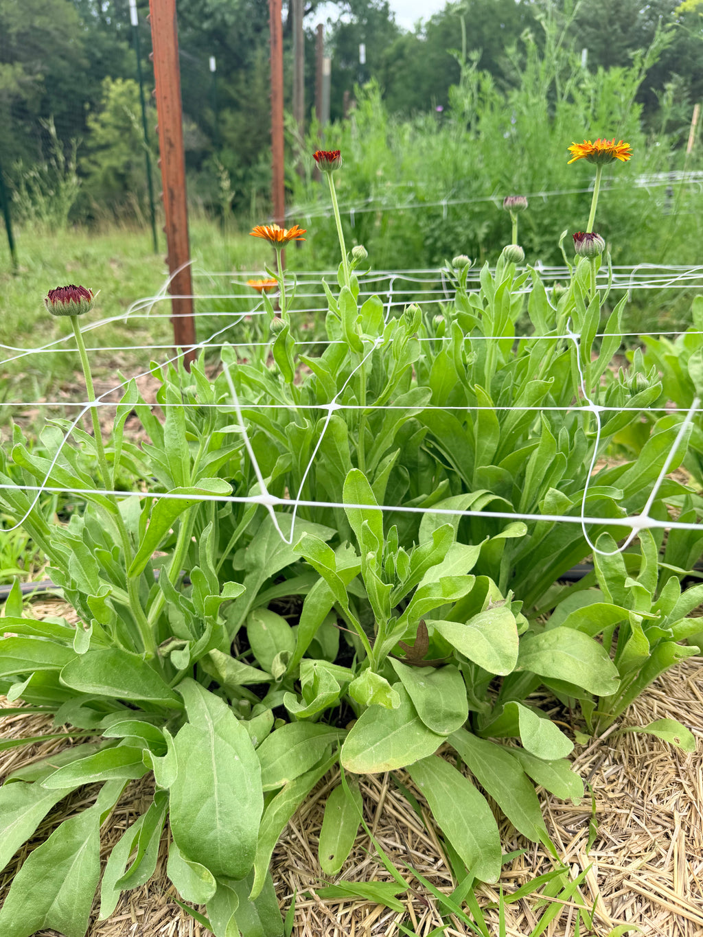 Zinnia - Queeny Lime Blush - Bundle of 5 and 10 Stems
