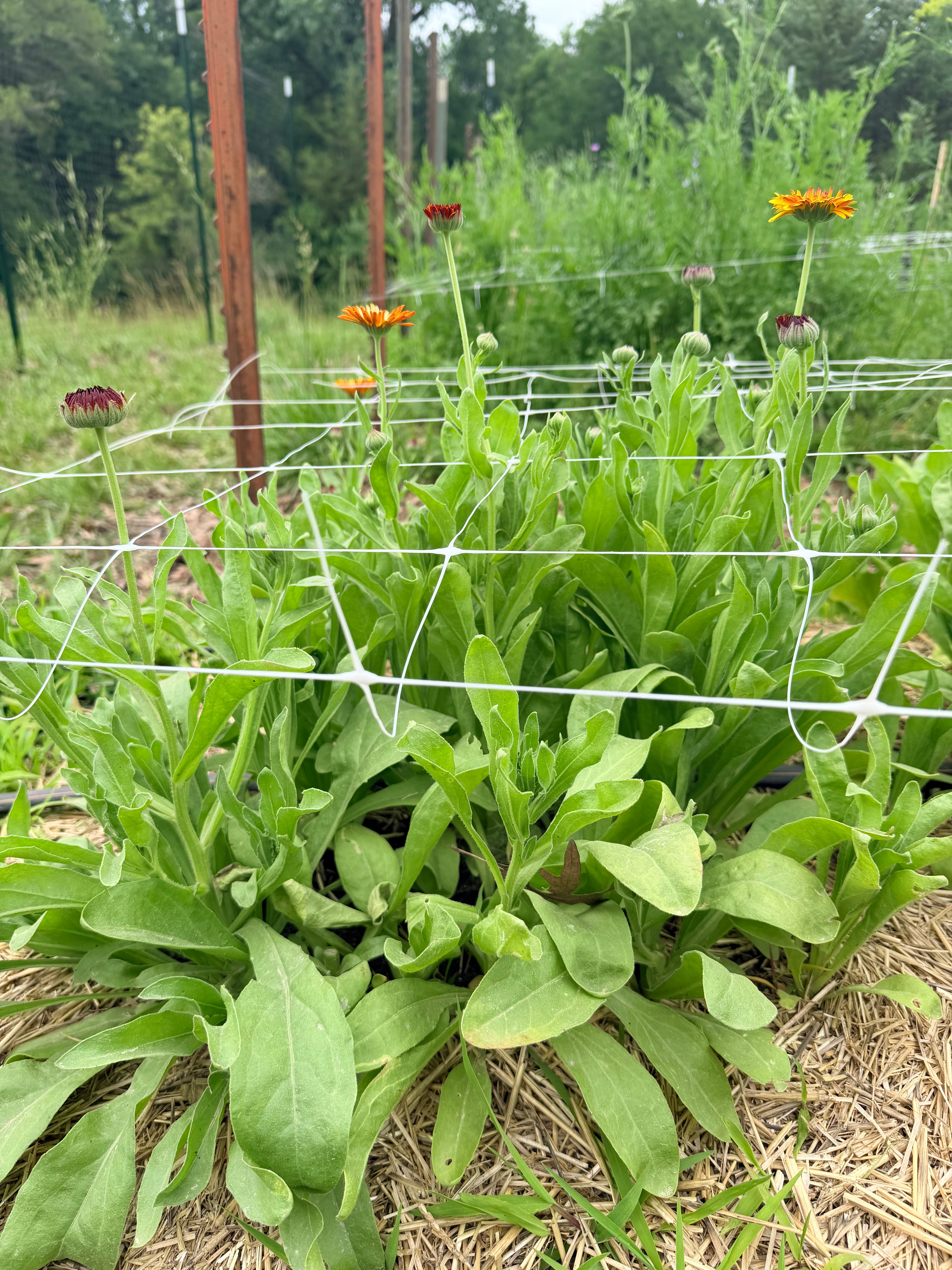 Zinnia - Queeny Lime Blush - Bundle of 5 and 10 Stems