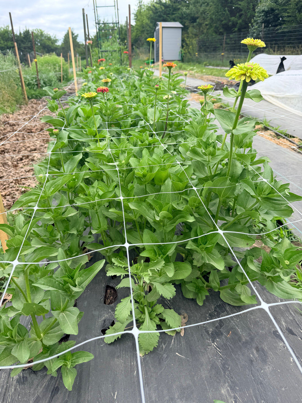 Zinnia - Queeny Red Lime - Bundle of 5 and 10 Stems