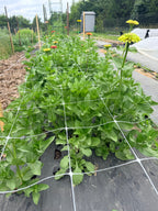 Zinnia - Queeny Red Lime - Bundle of 5 and 10 Stems