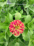 Zinnia - Queeny Red Lime - Bundle of 5 and 10 Stems