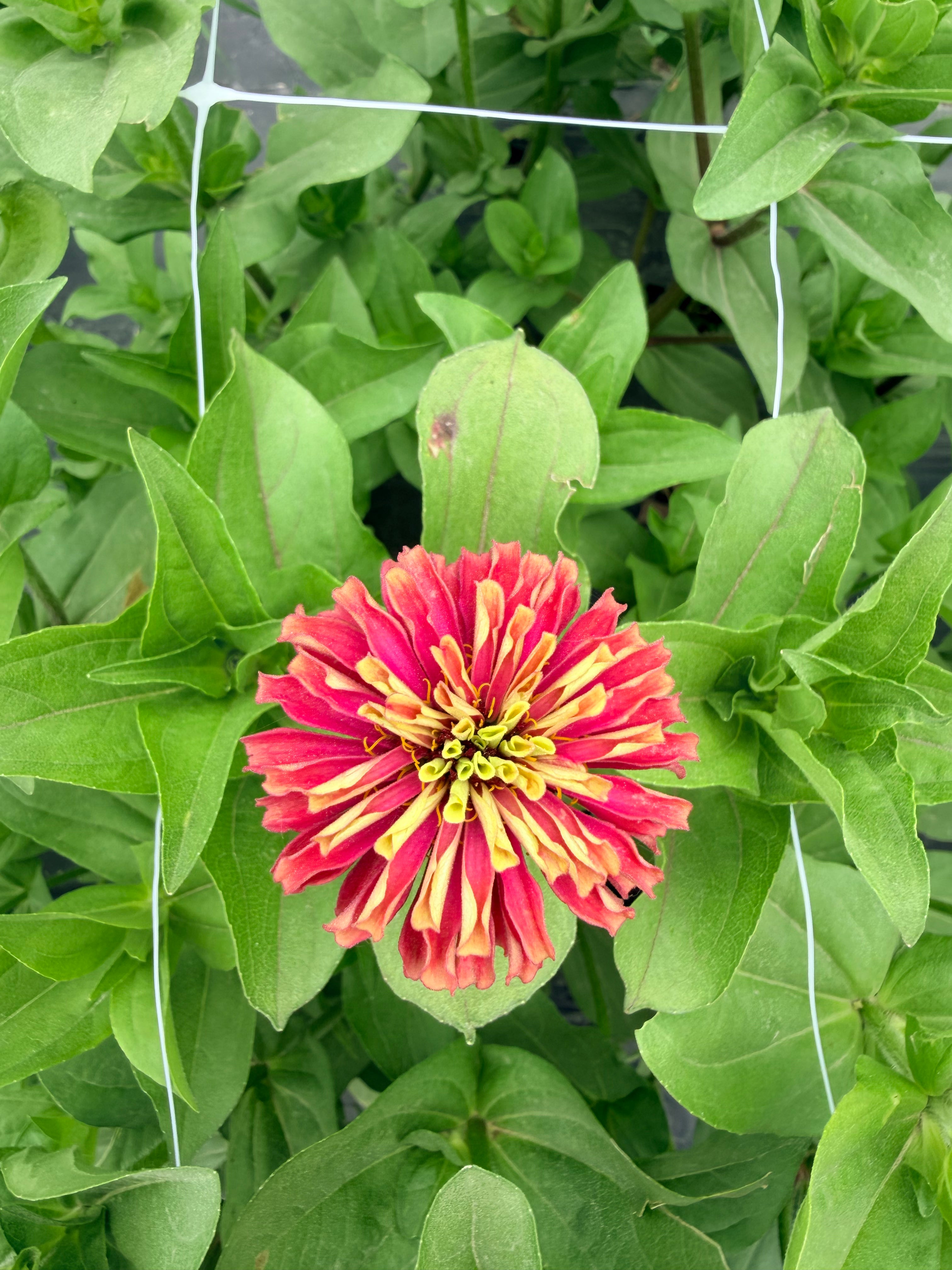 Zinnia - Queeny Red Lime - Bundle of 5 and 10 Stems