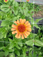 Zinnia - Queeny Red Lime - Bundle of 5 and 10 Stems