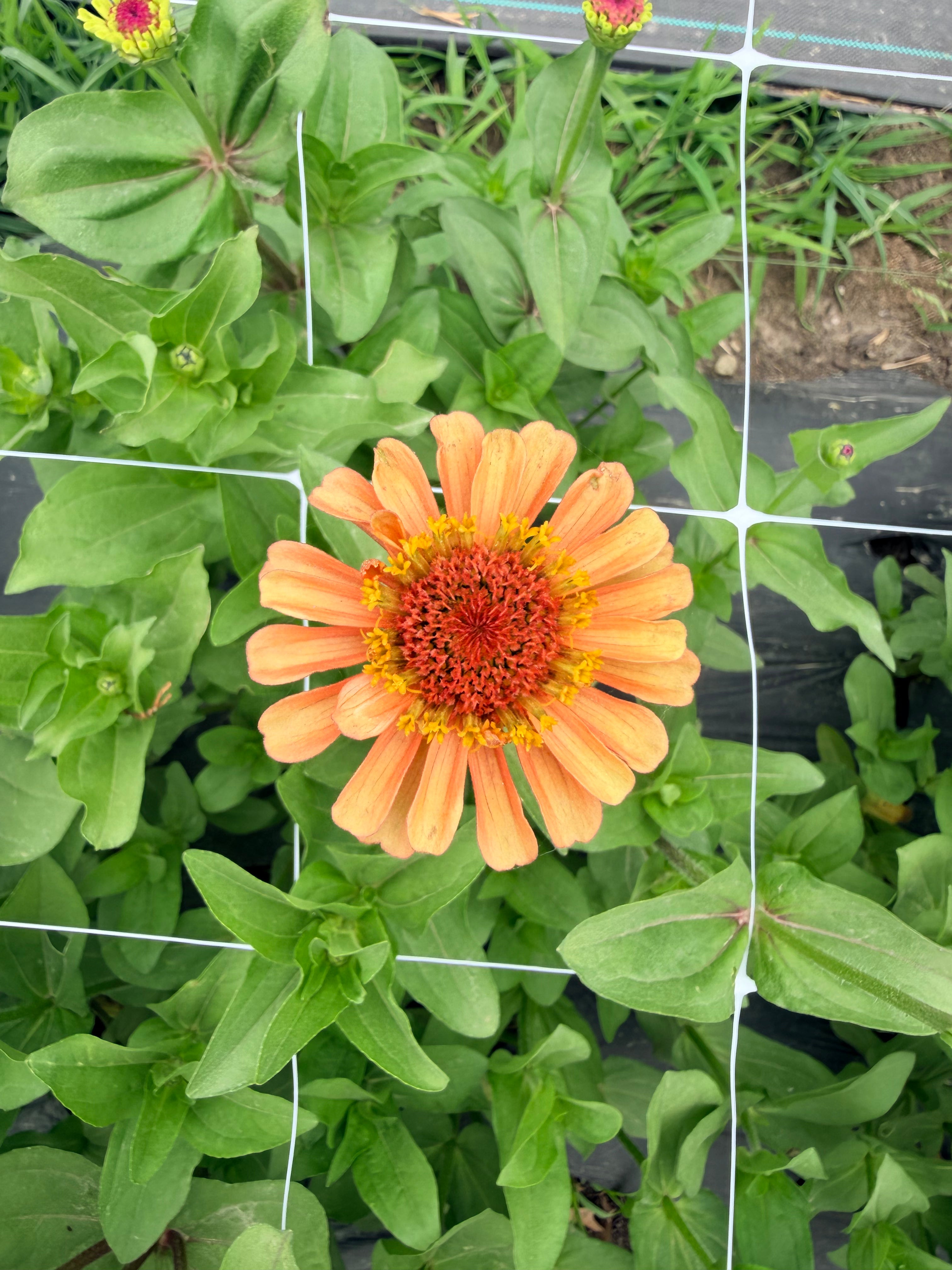 Zinnia - Queeny Red Lime - Bundle of 5 and 10 Stems