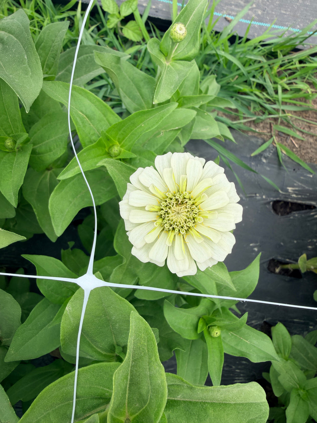 Zinnia - Oklahoma White - Bundle of 5 and 10 Stems