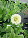 Zinnia - Oklahoma White - Bundle of 5 and 10 Stems