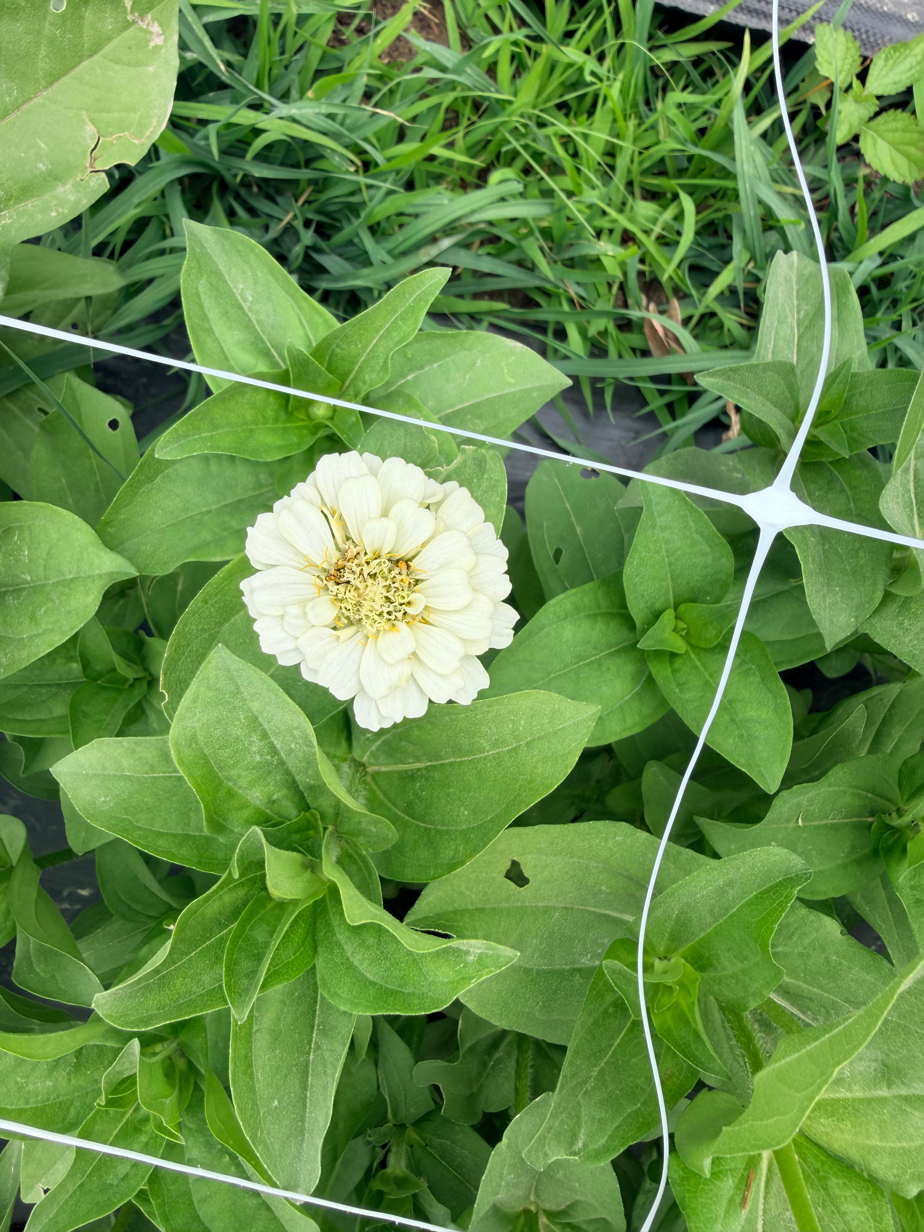 Zinnia - Oklahoma White - Bundle of 5 and 10 Stems